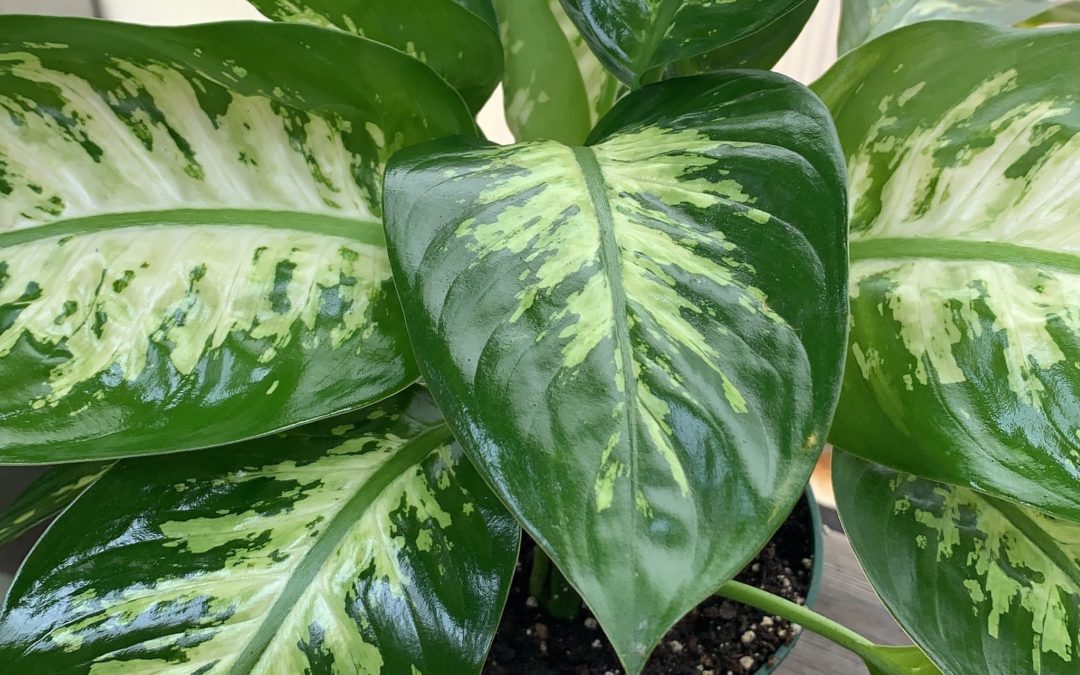 Dieffenbachia (Dumb Cane)